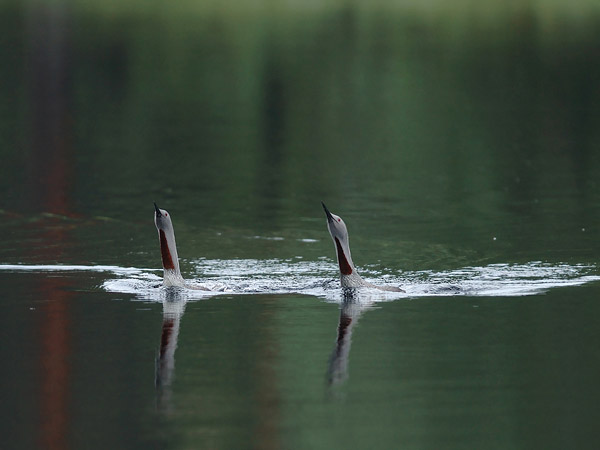 Kaakkuri, Red-throated Diver, Gavia stellata